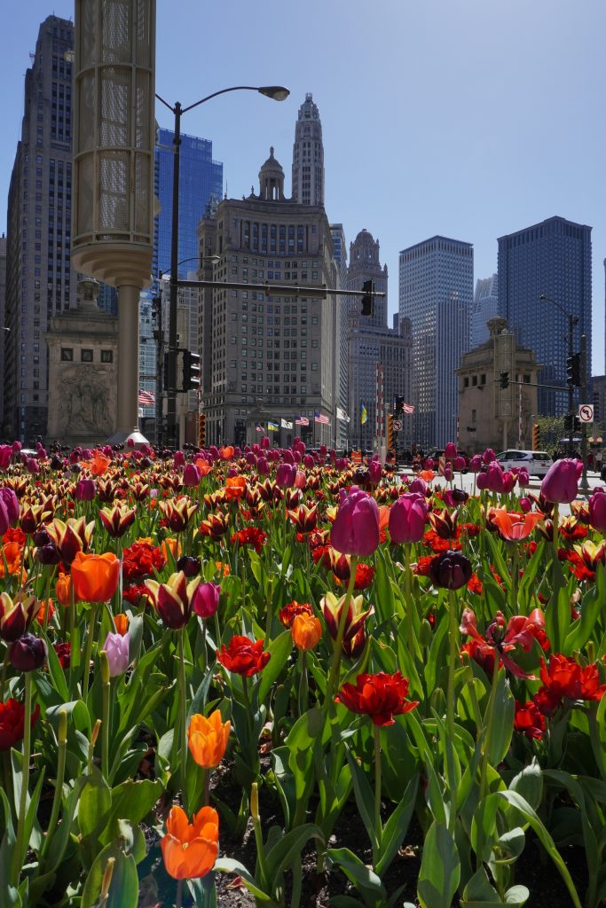 Chicago tulips blooming near Michigan Avenue skyline