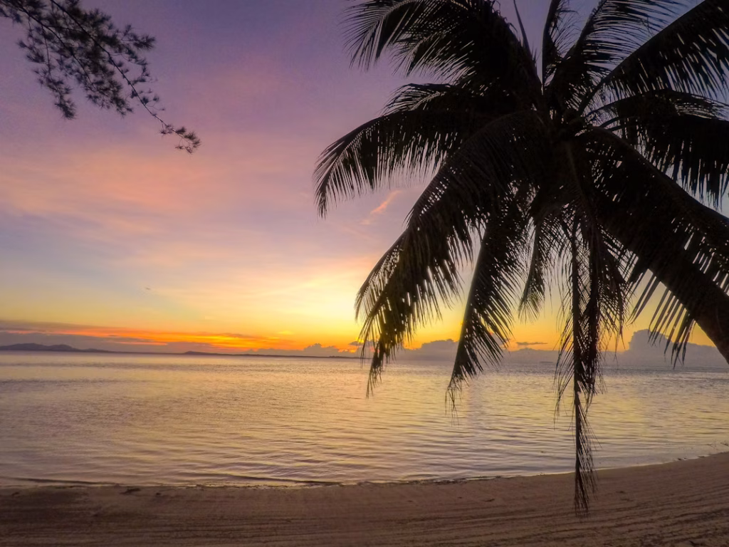 Palm tree silhouette at tropical beach sunset